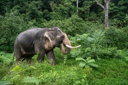 World Animal Protection start actie voor olifanten: &#39;Thaise olifanten in de problemen door coronacrisis&#39;