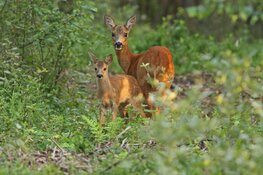 Boswachters van Nederland; Rust voor kraamkamer natuur