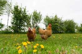 Pluimveehouderij Tomesen zoekt sponsors voor 900 bomen in kippenwalhalla