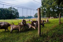 Ruimere subsidieregeling wolfwerende maatregelen
