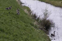 Nieuw faunabeleid: meer aandacht voor natuurschade en bedreigde weidevogels