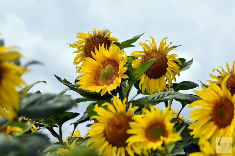Juli eindigt met licht wisselvallig zomerweer
