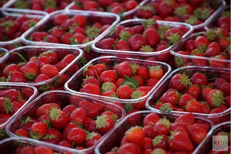 Oogst aardbeien in 15 jaar verdubbeld ondanks daling oppervlakte