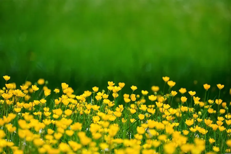 Natuurbeheerplan 2026 definitief vastgesteld