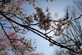 Buiig weekend gevolgd door rustige en droge voorjaarsweek