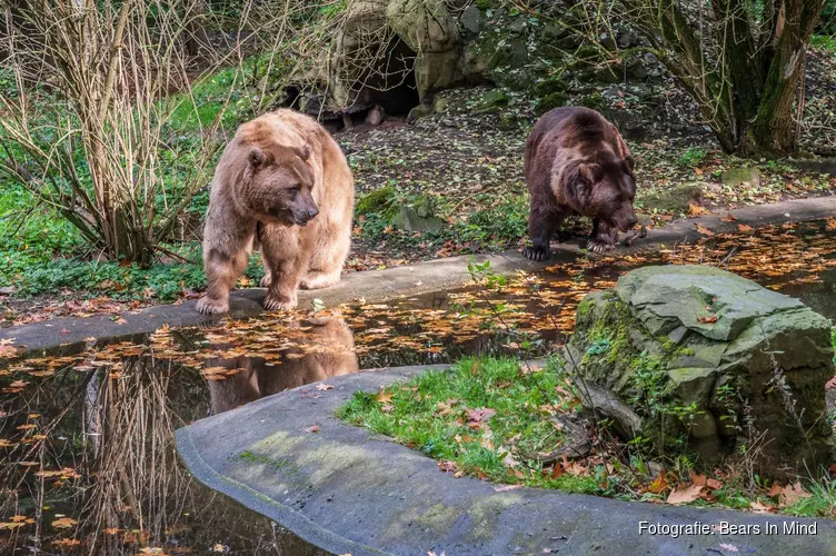 Bears in Mind: redt beren in nood